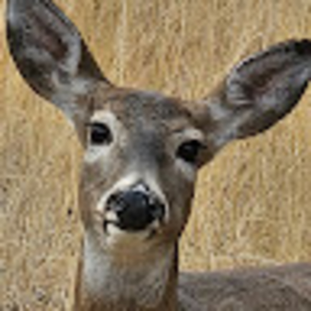 Meet your Posher, Zoe